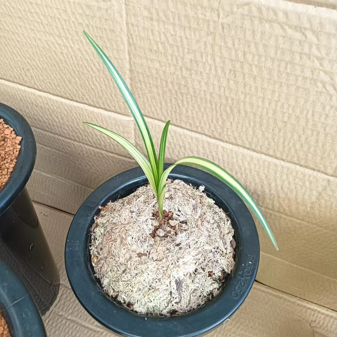 100到200春兰一物一拍兰花绿植正品金边兰草