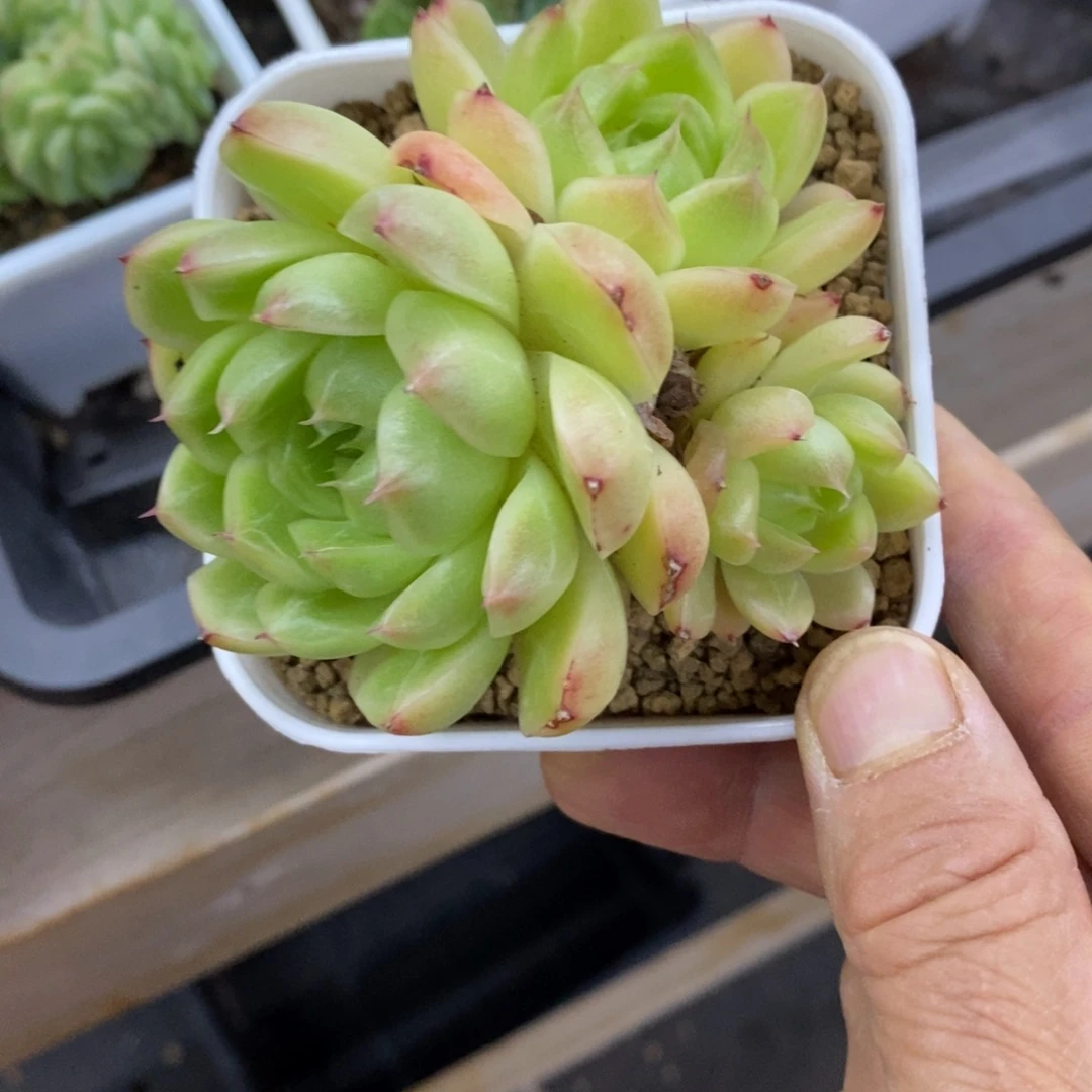 精品多肉一物一拍不包整115
