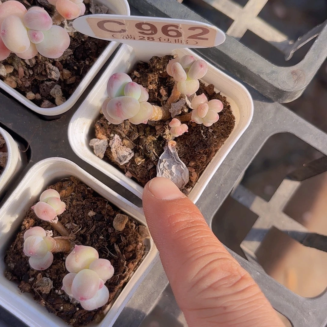 C962萤火虫一物一拍