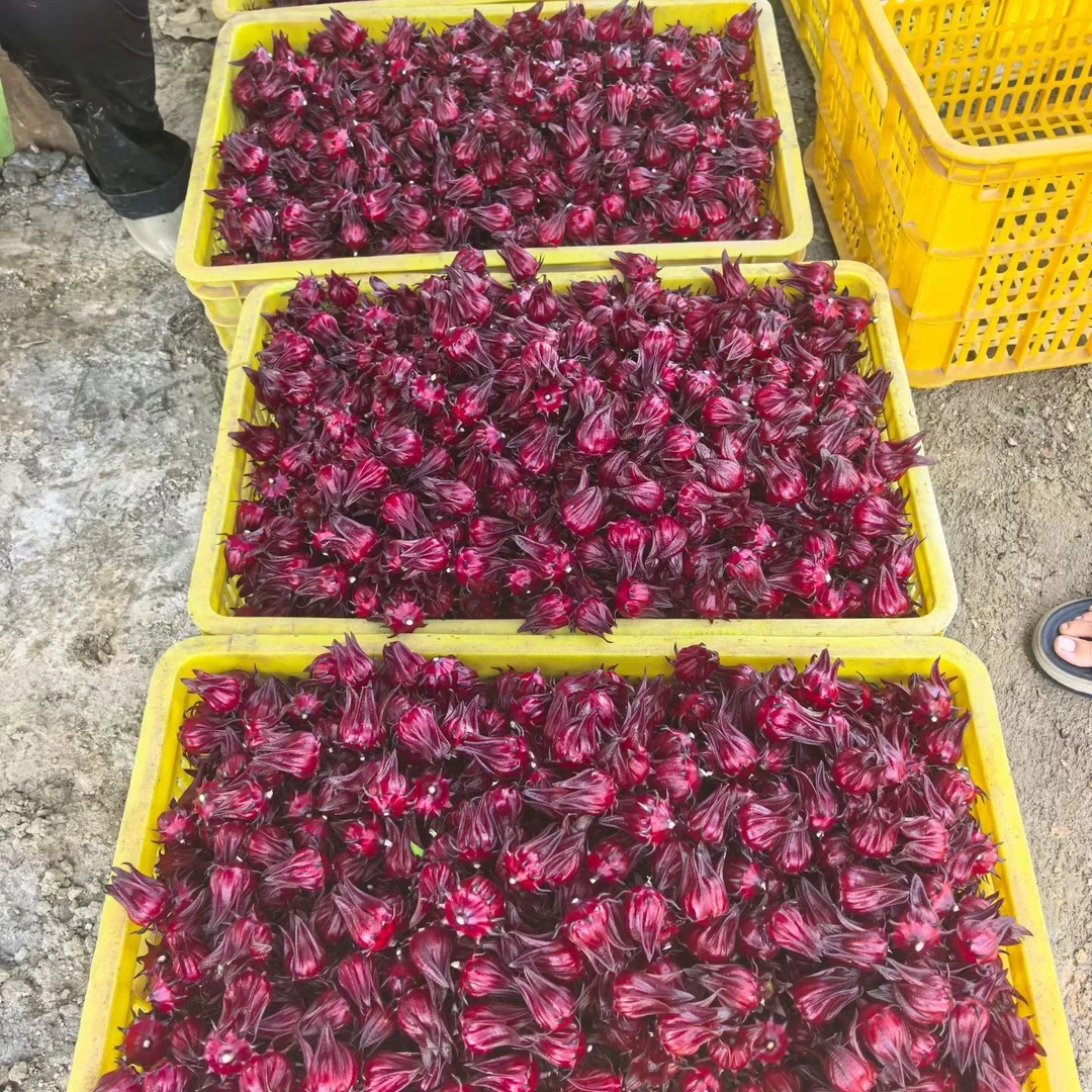 新红茶新鲜洛神花鲜果红桃K玫瑰茄玫瑰茄红玫瑰花 泡茶泡酒现摘