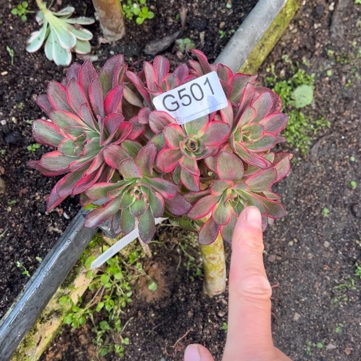 501魅金玫瑰锦多肉