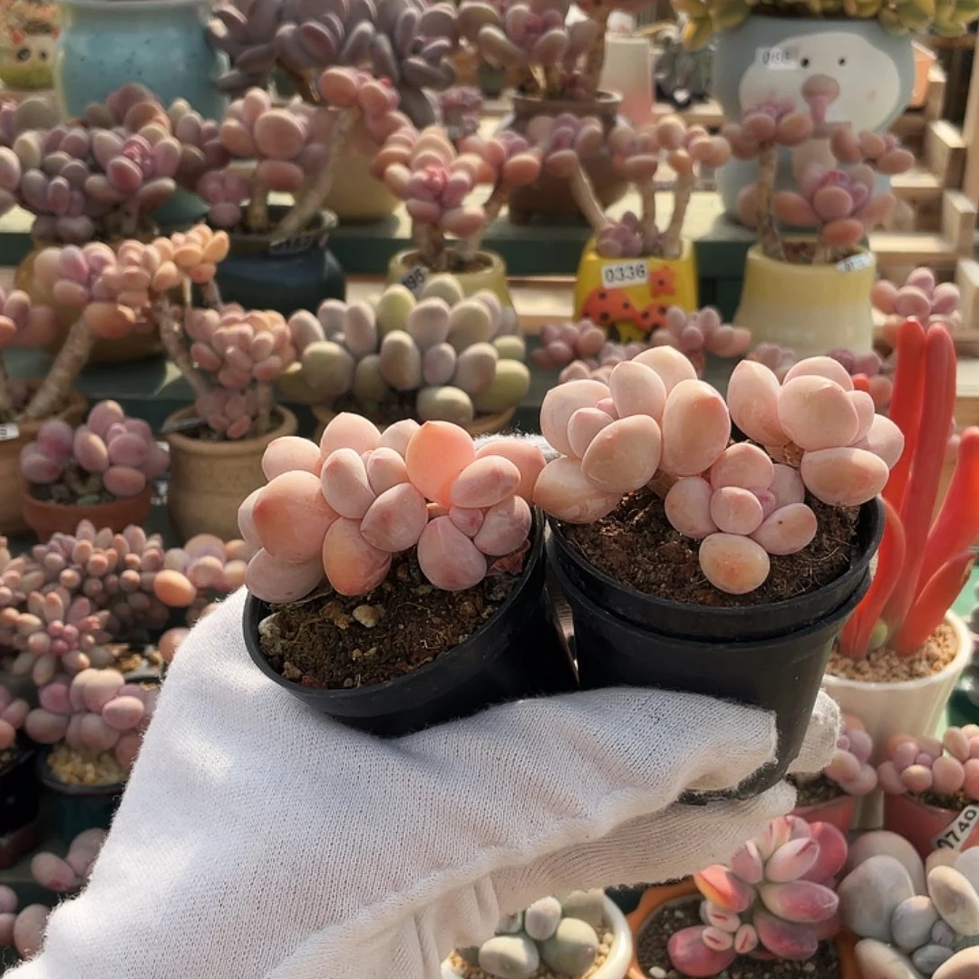 夸*悦多肉植物的生长发育