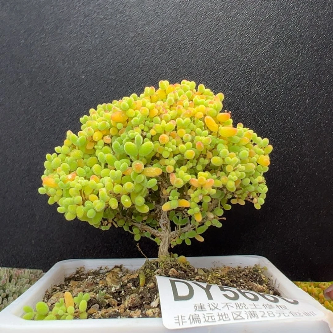 dy5666精控蜜橘糖球冠幅8cm