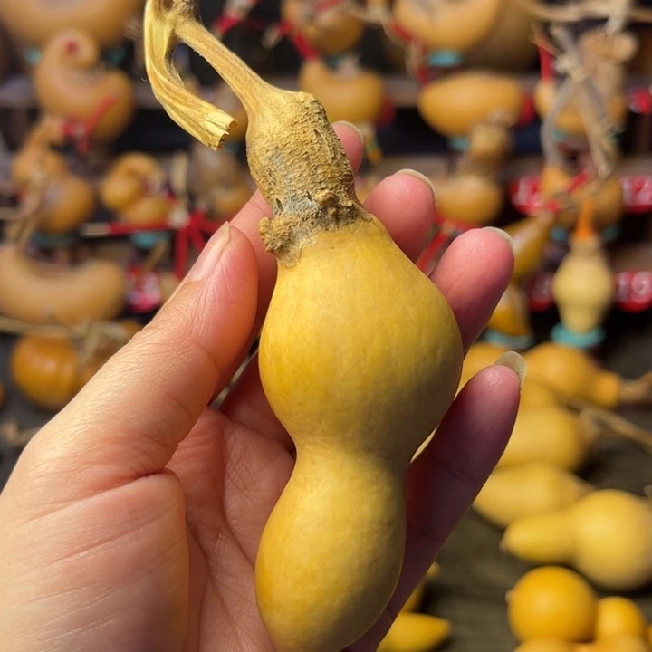 老***长带风裂线的葫芦天天开心