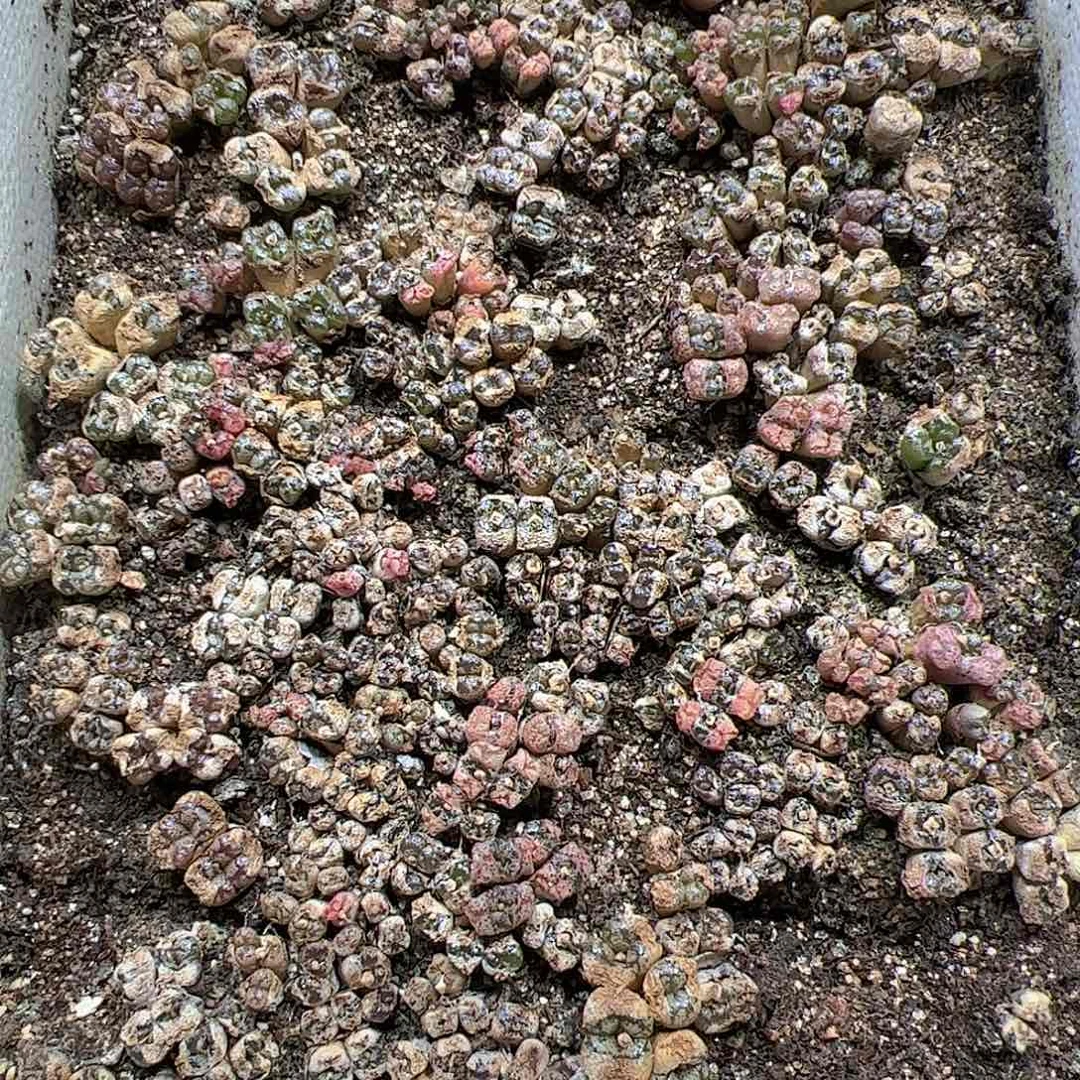 【闪购商品】97 勋章带箱