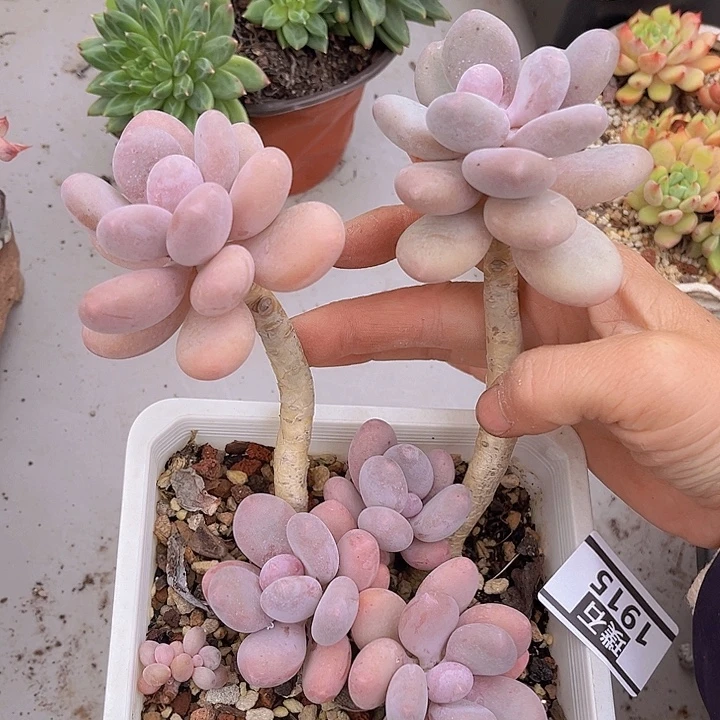 蛋黄奶1915多肉植物