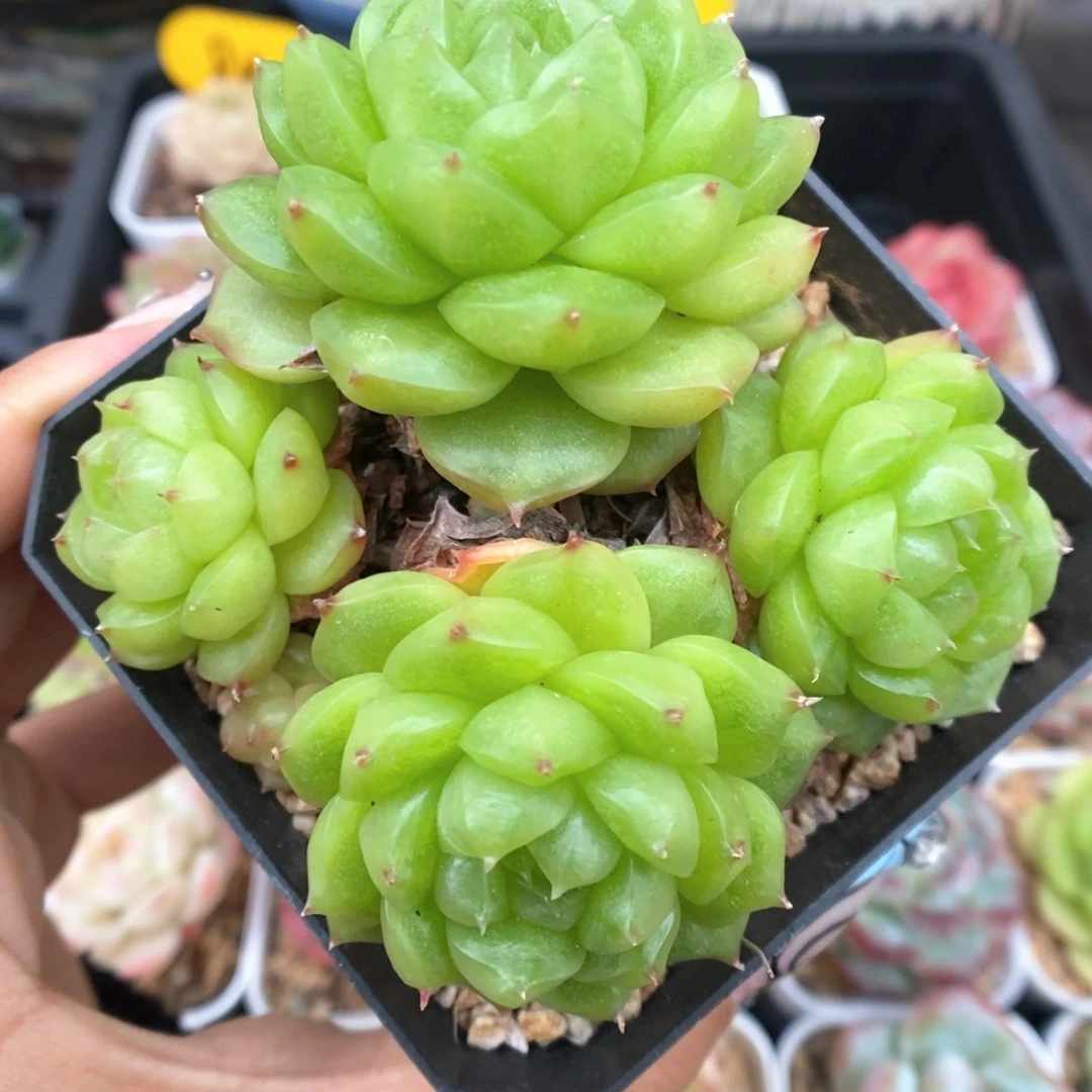 灯泡珍妮群生859号