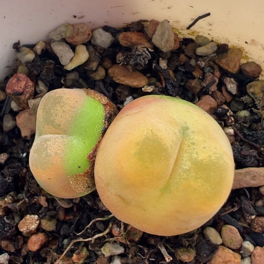 拉登毛多肉植物1