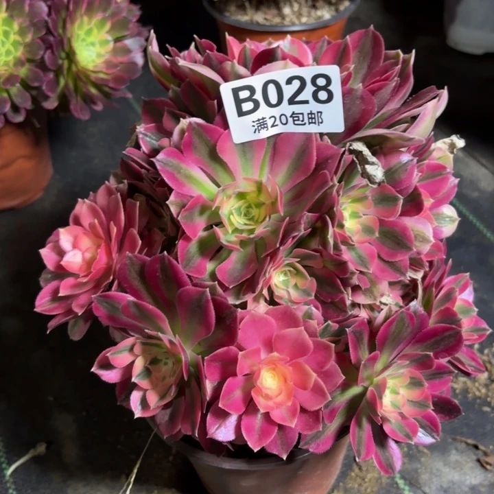 瑞妈一物一拍028