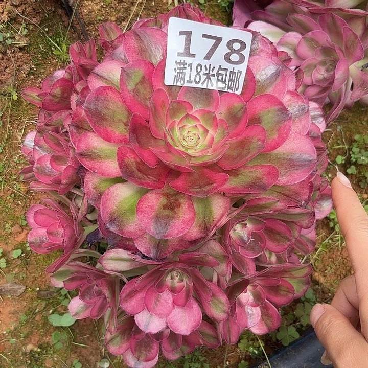 平***金178云南多肉倾城朵朵无根