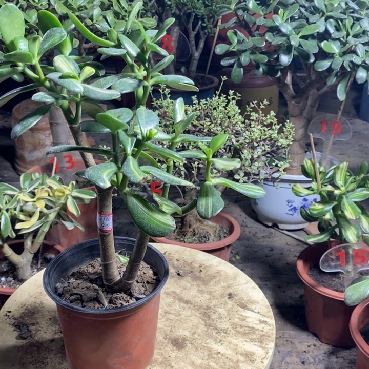 T***忆韩国紫叶卷叶中班体