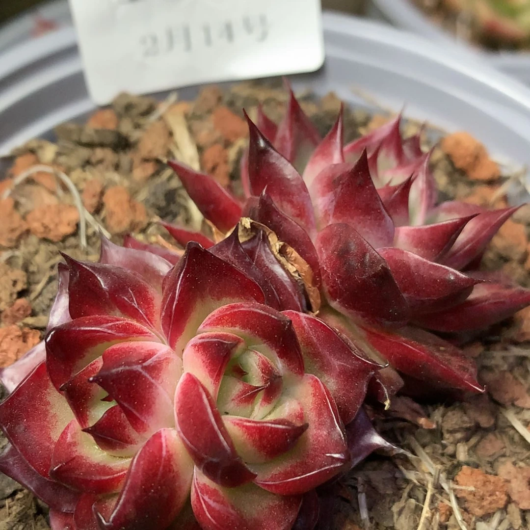 【闪购商品】云1228