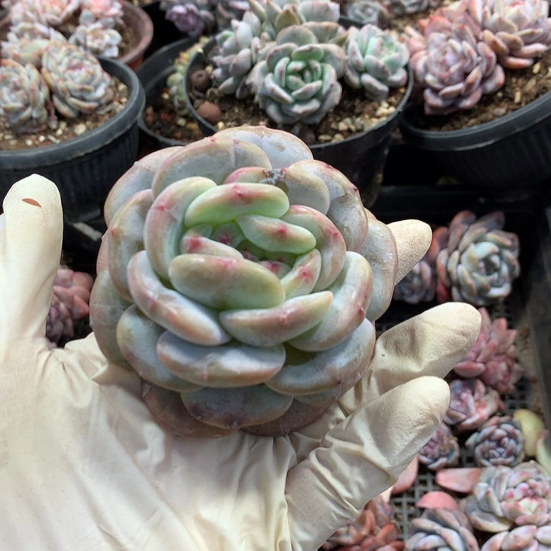 哈哈哈哈哈哈哈星影9