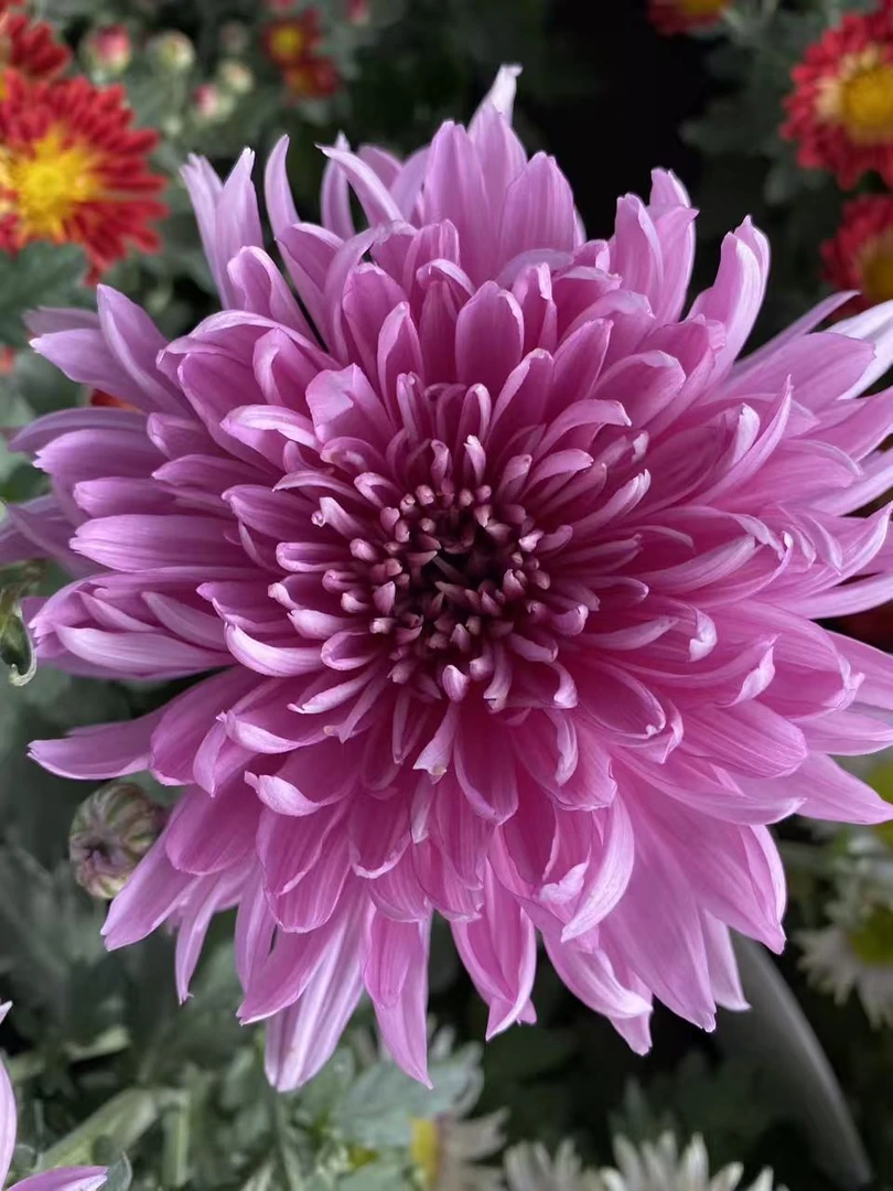 九月菊【粉绣球】菊花盆栽 大花富贵菊  好养活