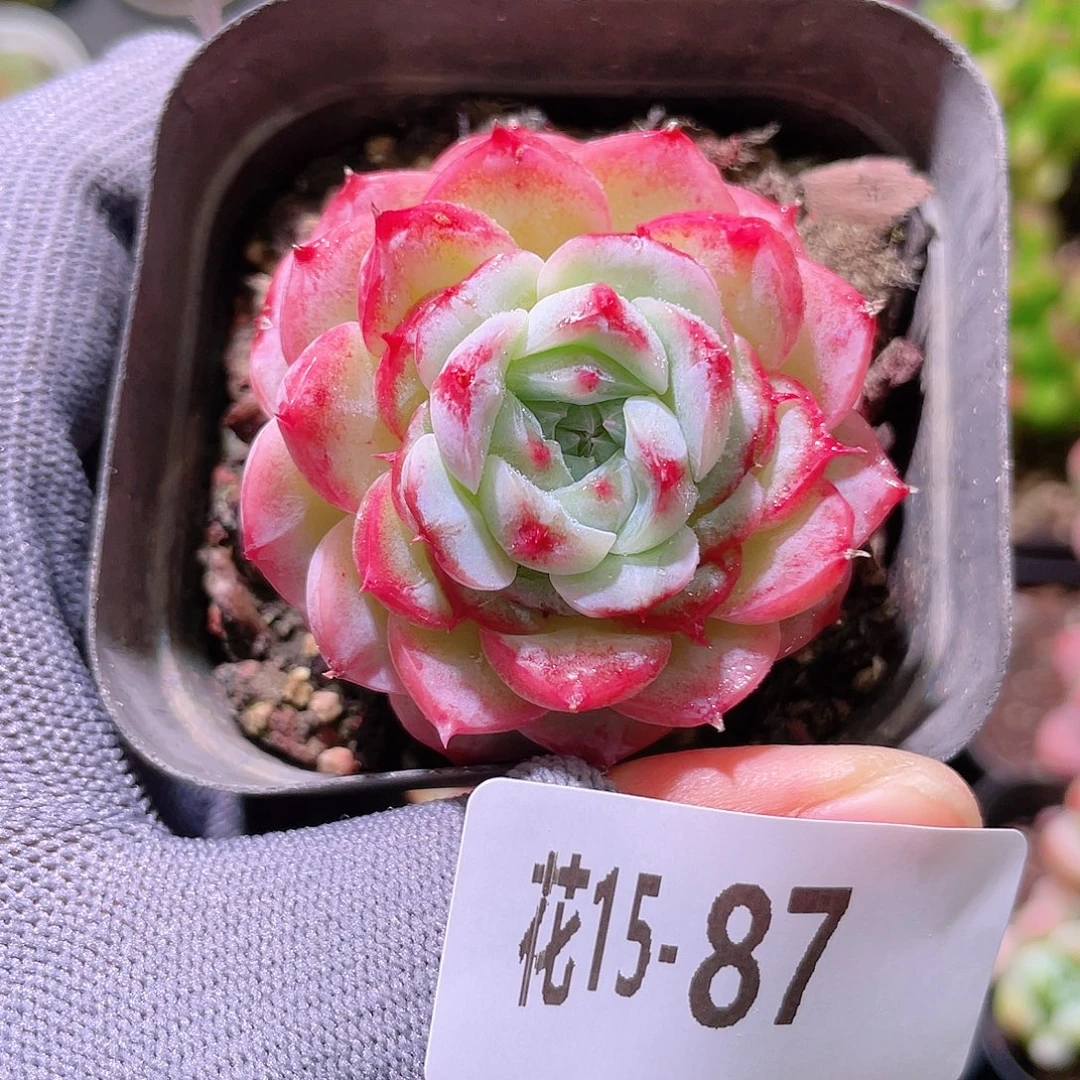 花利美15-87天鹅绒
