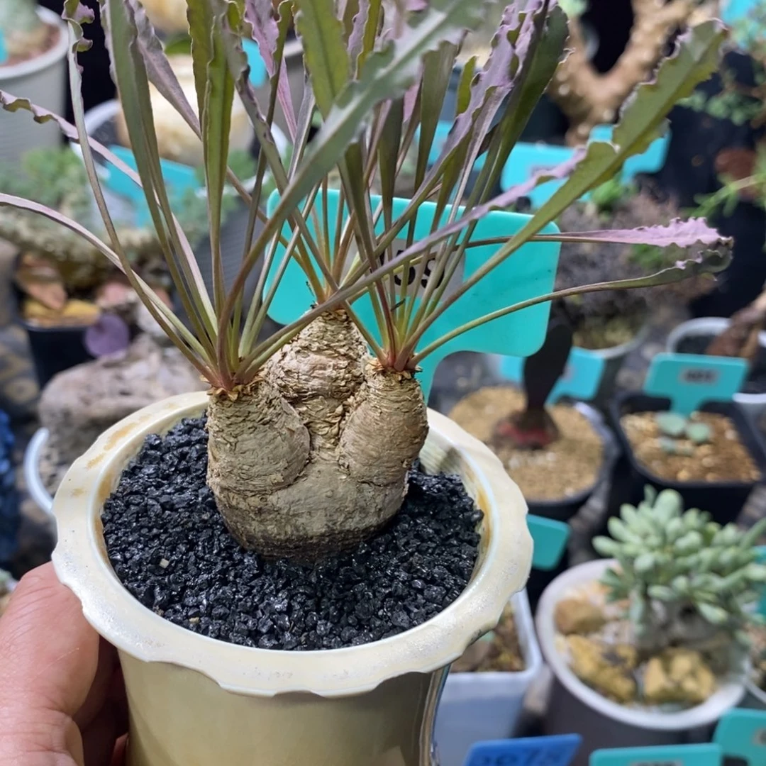 波涛大戟多肉植物