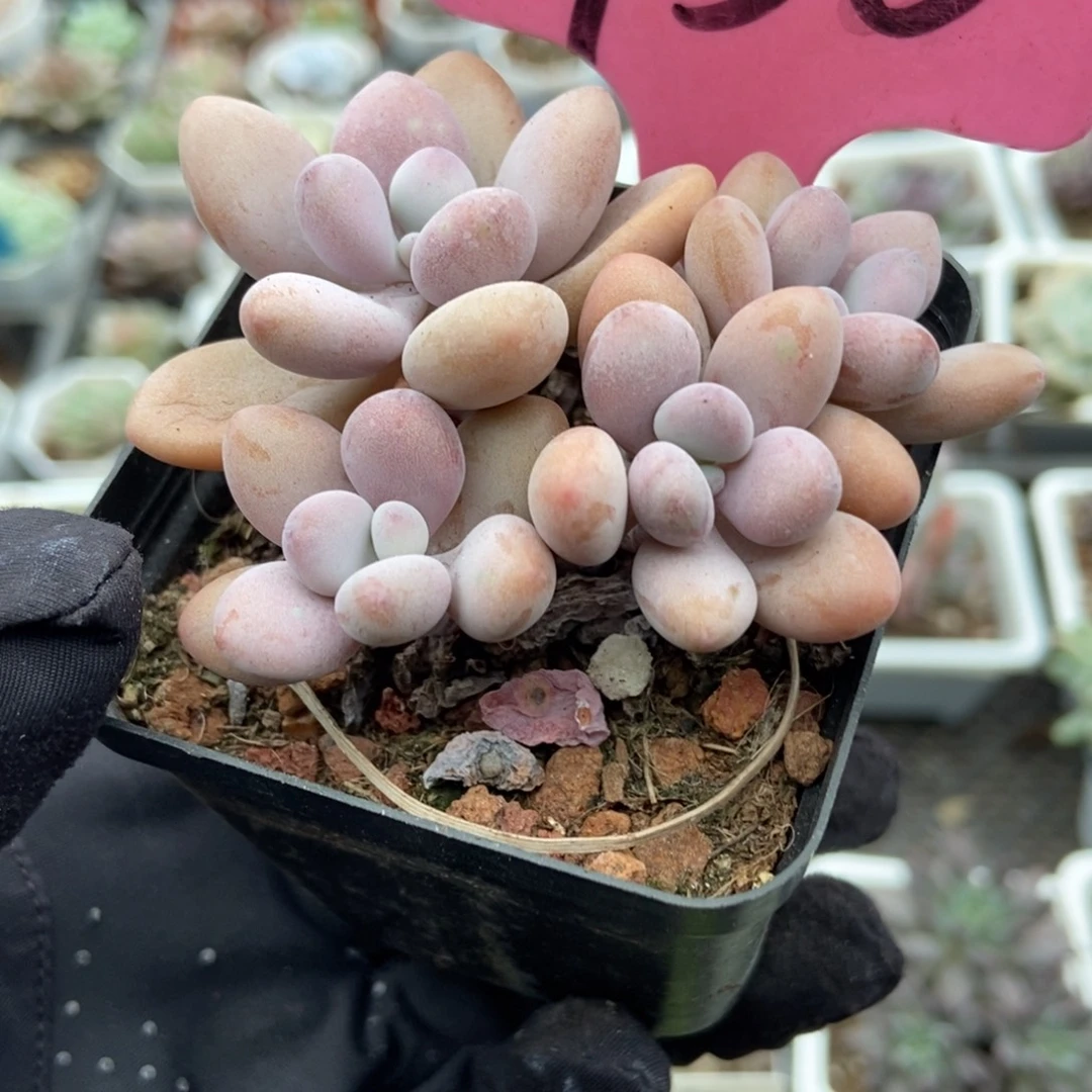 930桃蛋多肉植物多肉