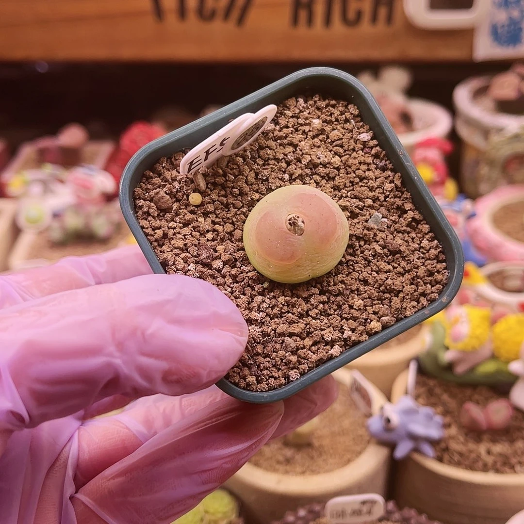 25号半状态EF534大王登