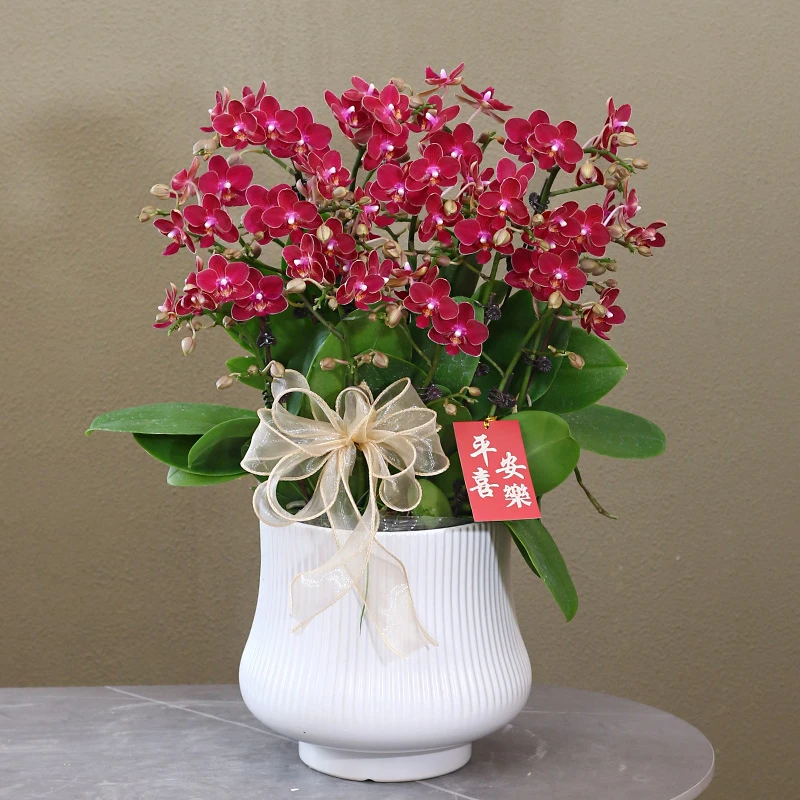 蝴蝶兰【茱莉亚】带花带盆组好伴手礼送礼婚礼客厅装饰