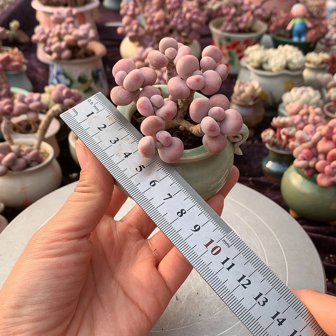 26号带盆偏远地区不包邮的