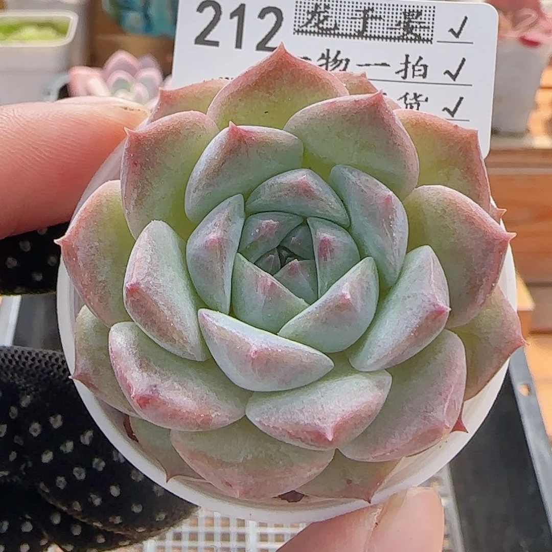 多肉0728-212糖心糖心