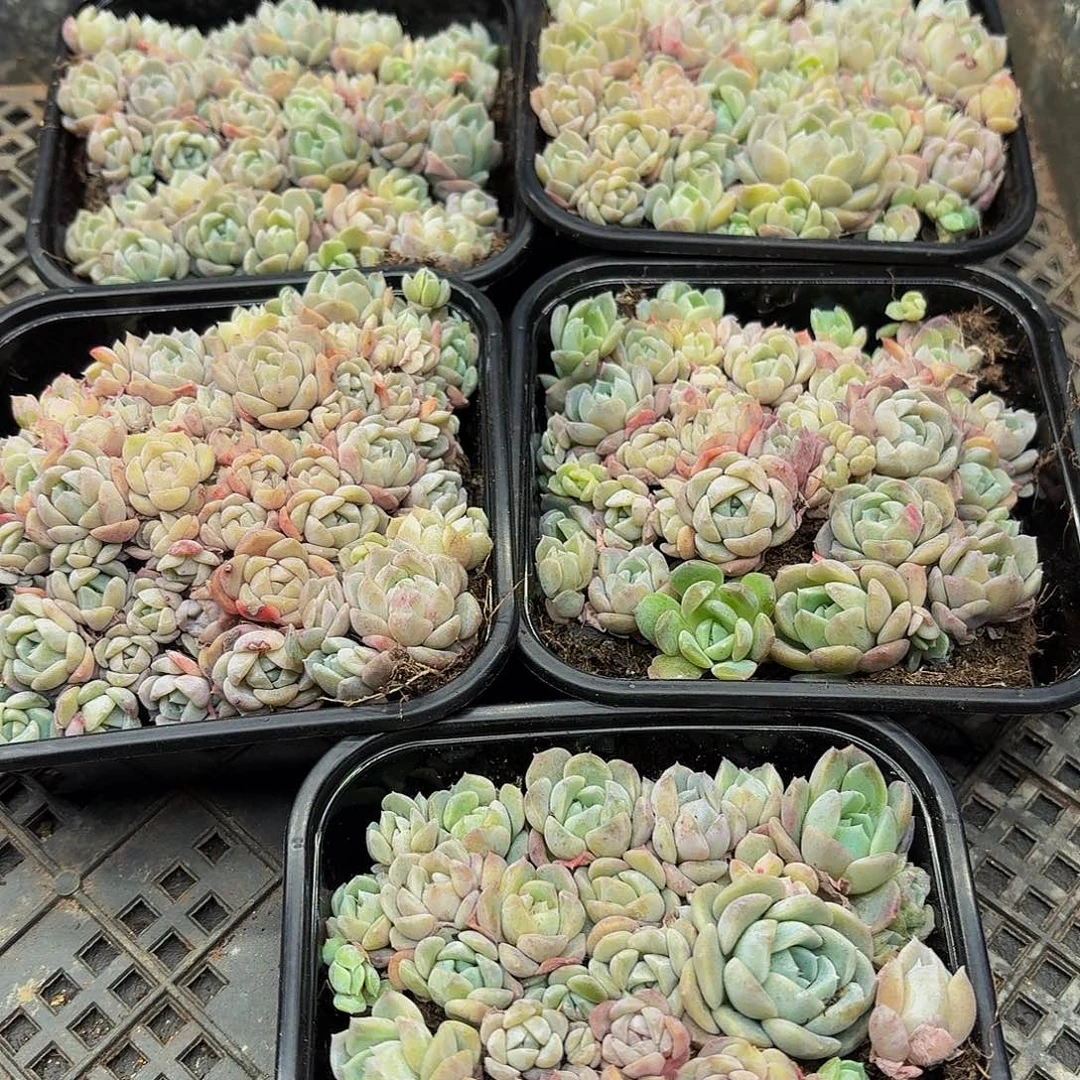 多肉植物多肉植物1006量拍