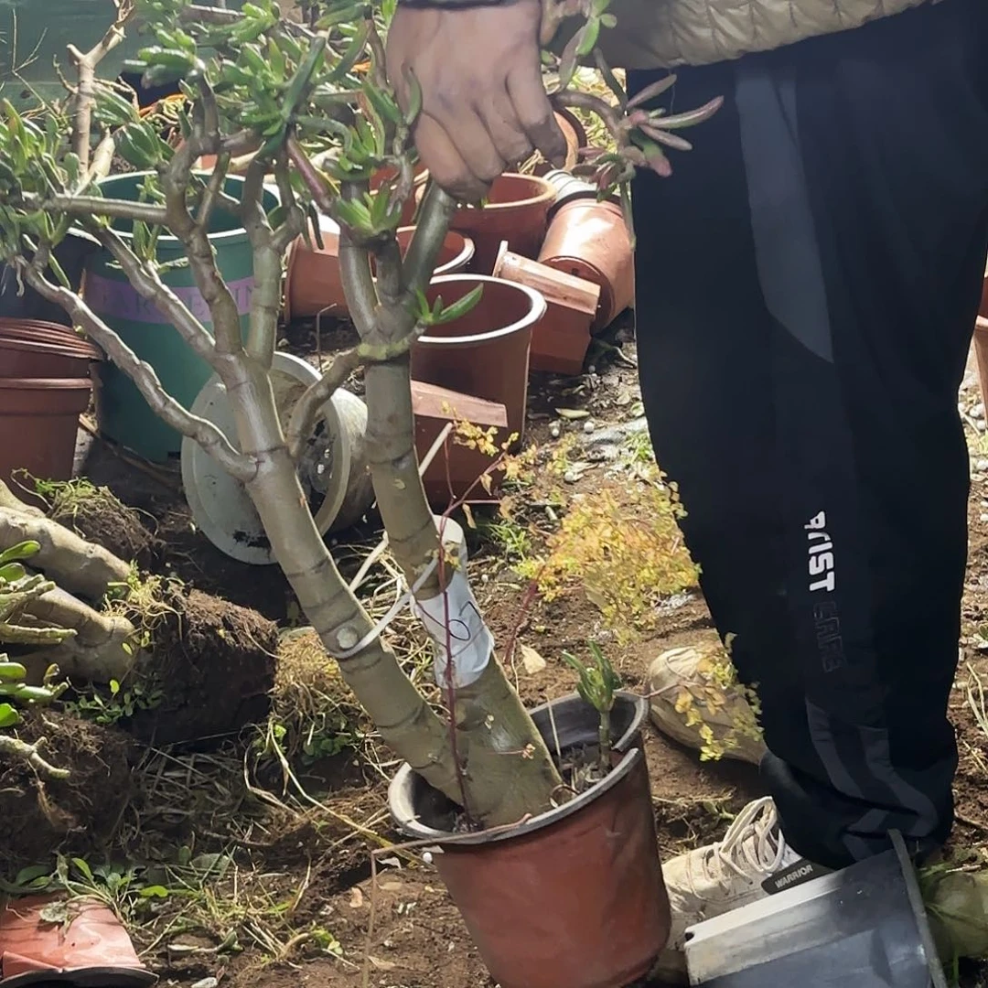 小****0768吸财树带土球发货不售后