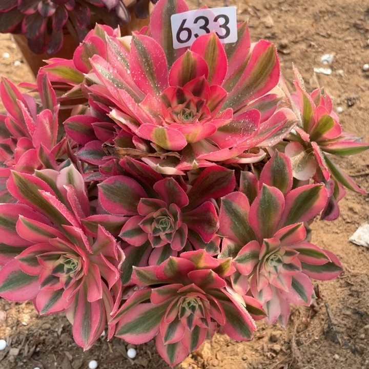 《****木633多肉植物粉女巫