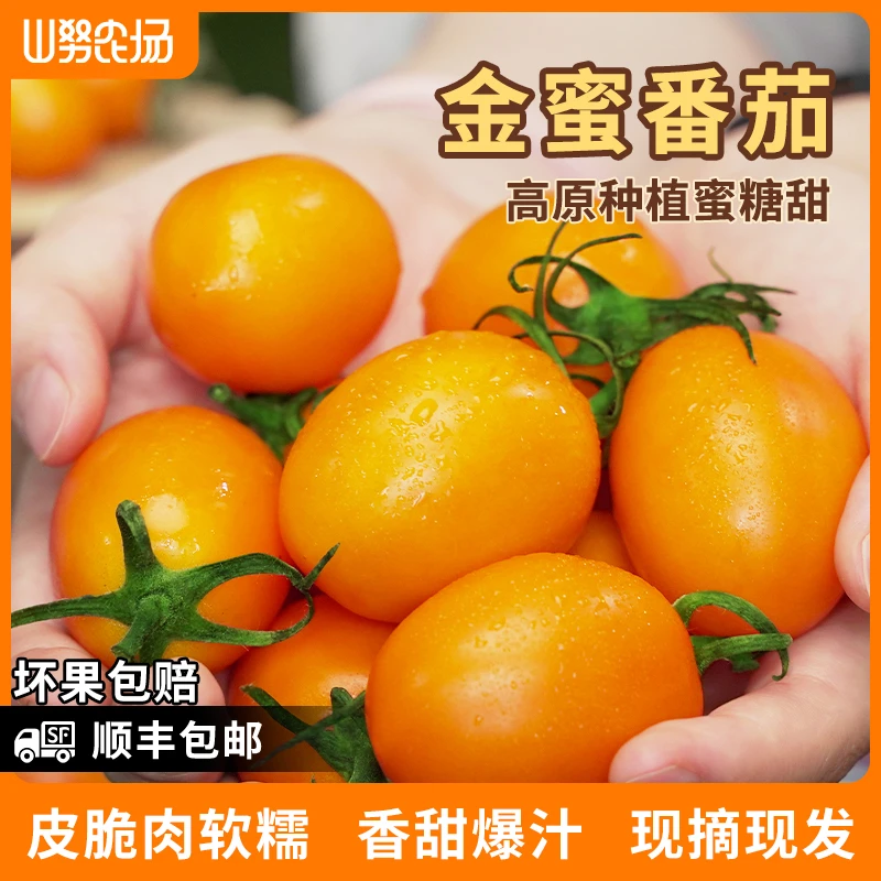 【顺丰】山努金蜜番茄水果西红柿皮脆肉软糯香甜多汁新鲜生吃小柿子