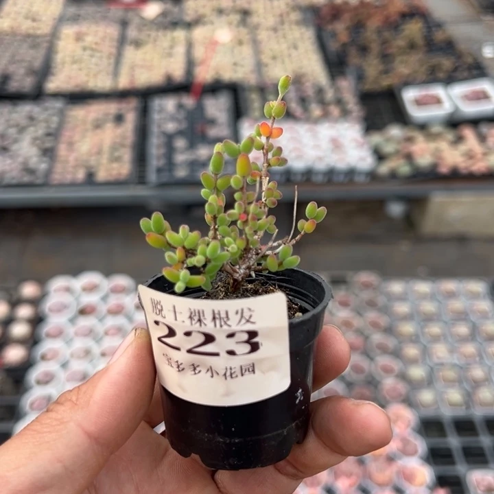 觅*糖球一颗量拍多肉满20包邮