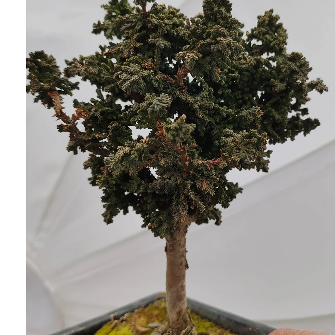 石化桧雅黄金油画初雪盆景室内外观赏四季常青易养造型植物