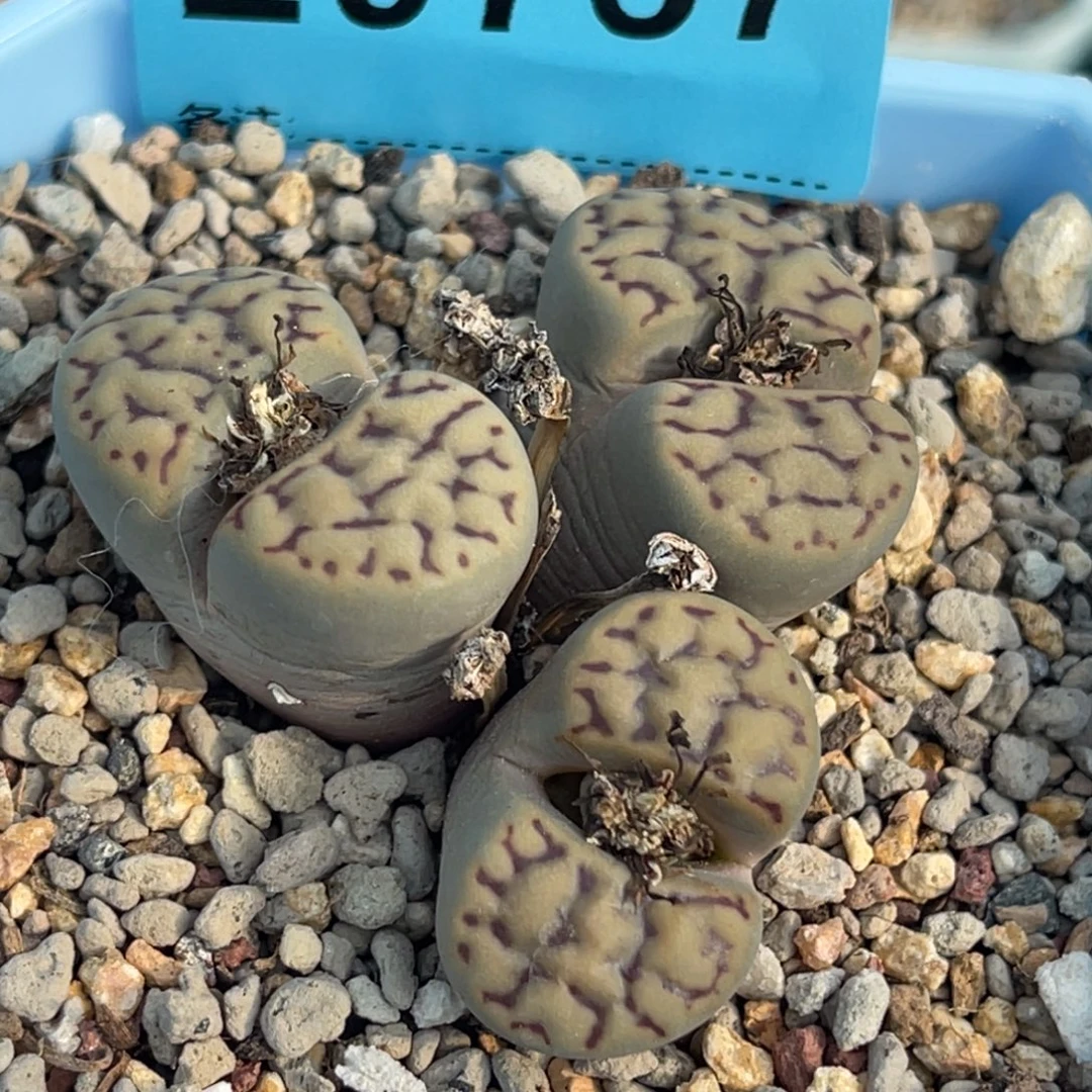 9757三头雀卵群一颗