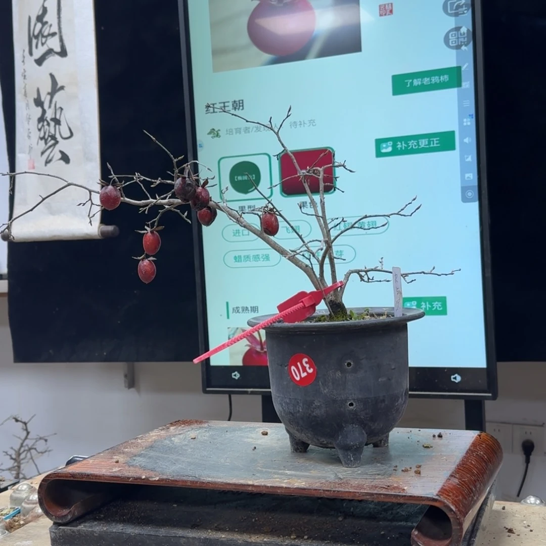 盆景不包邮顺丰到付掉*河370