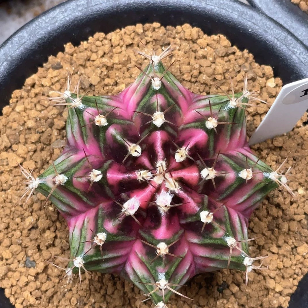 当前无花朵，栽培后可花朵