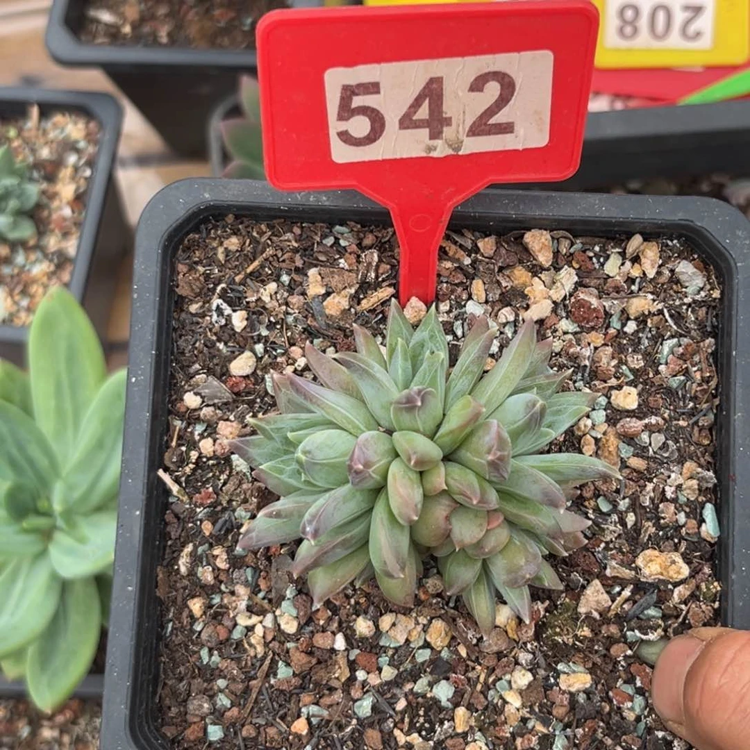 多肉植物幻影美人542