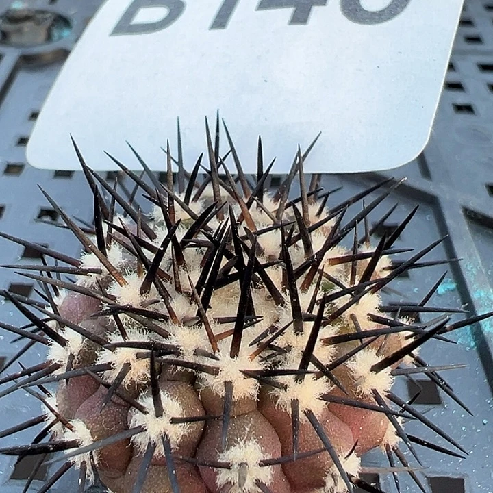 146。 黑王丸。一代侧。