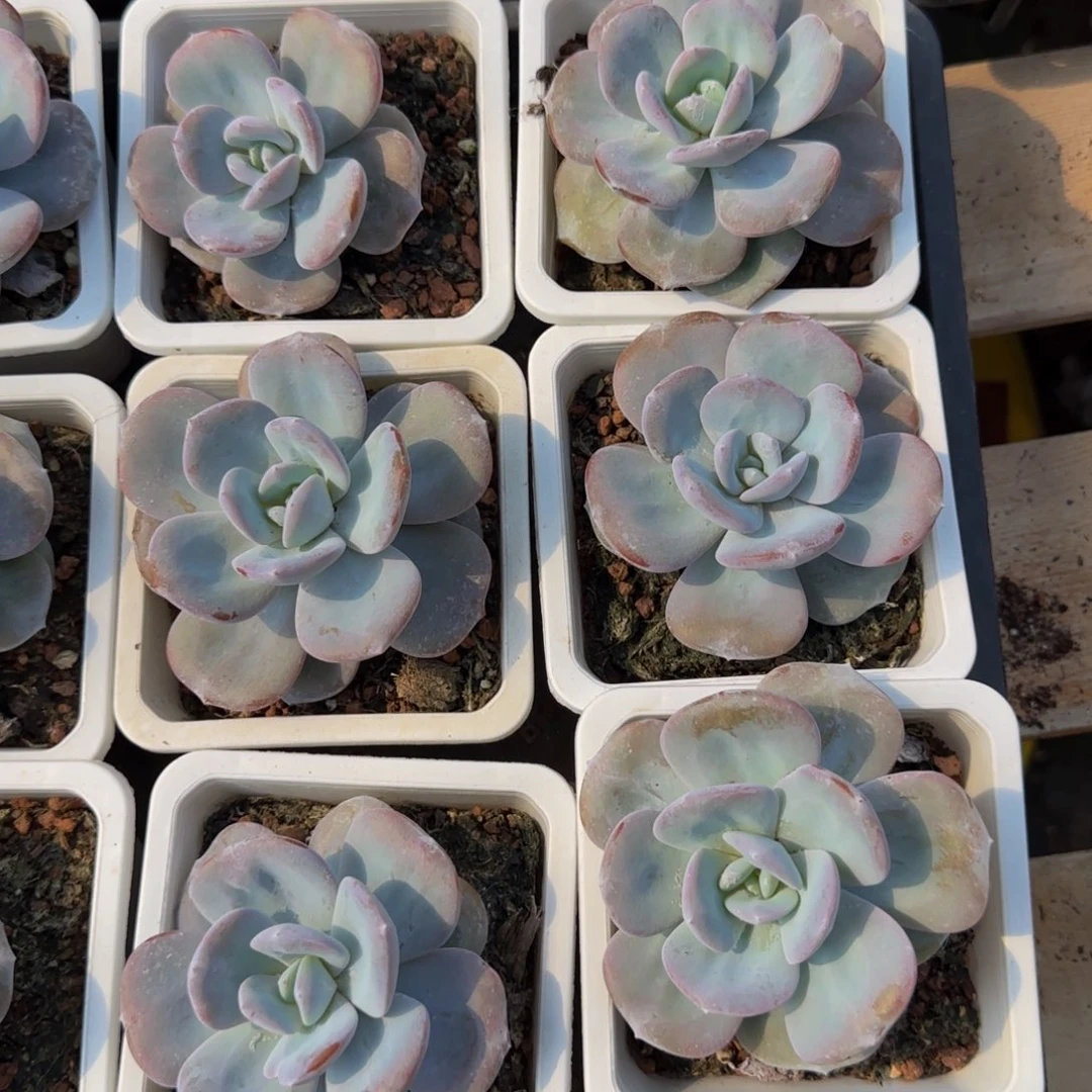 宽叶奶茶1颗特价福利