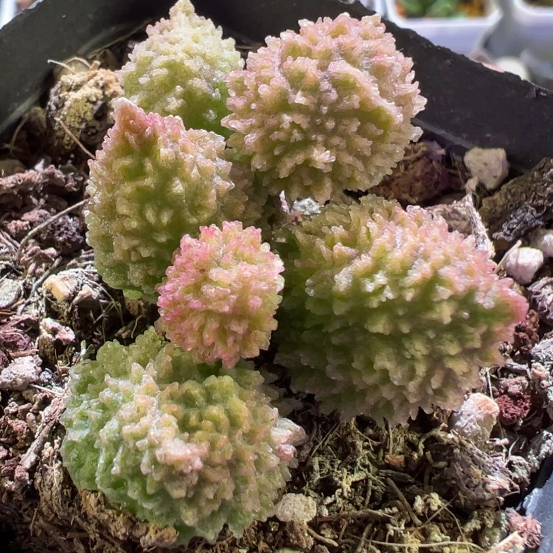 粉嫩朱紫玉多肉植物水泡