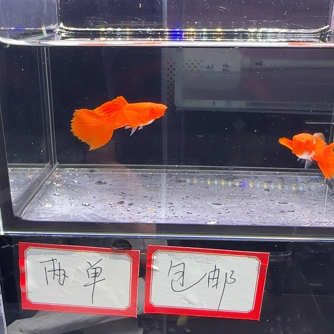 孔雀鱼双分水一对