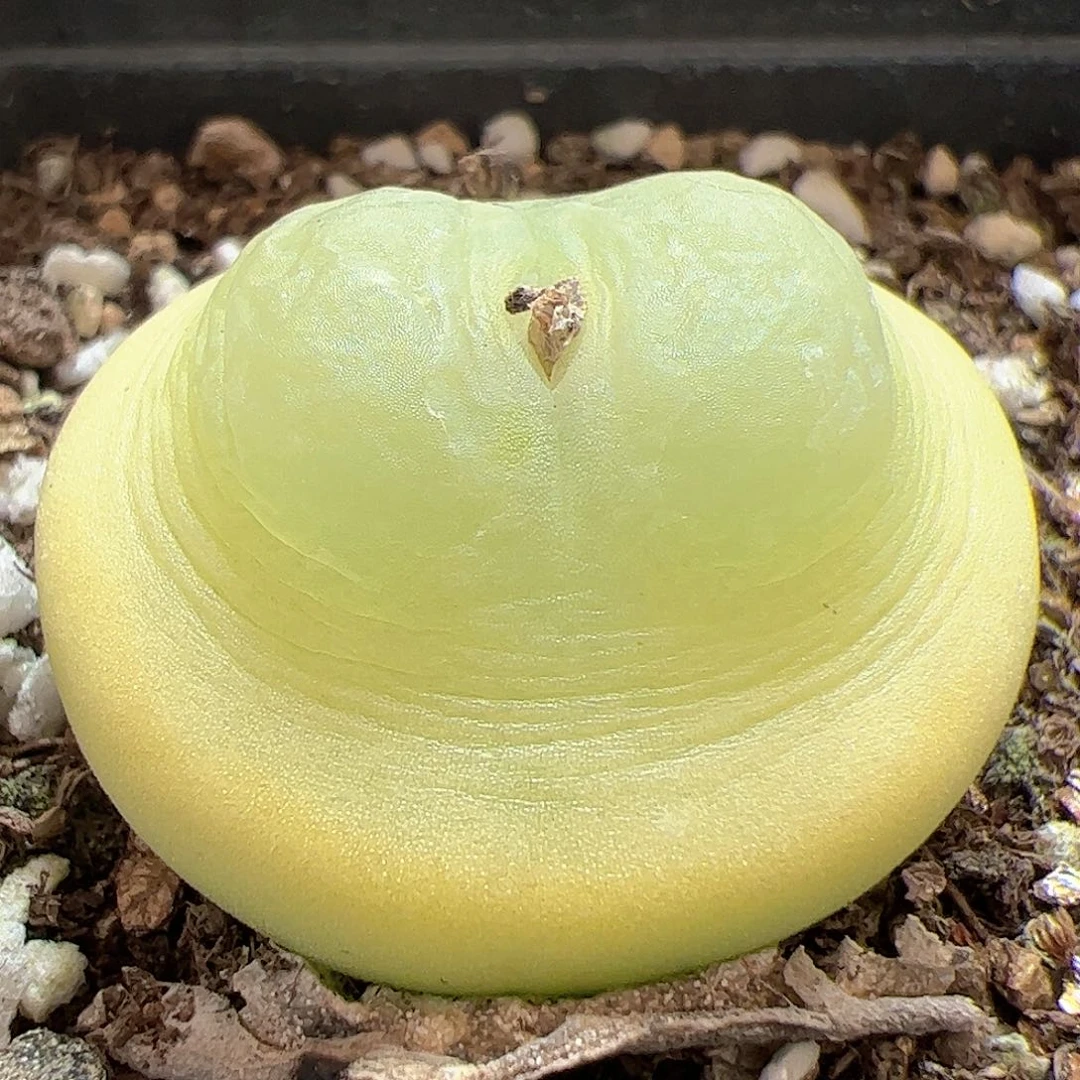 【闪购商品】132 拉登