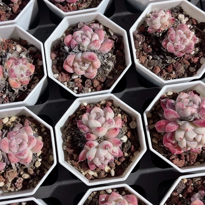 如梦令双头叶片微瑕疵一颗量拍多肉满20包邮