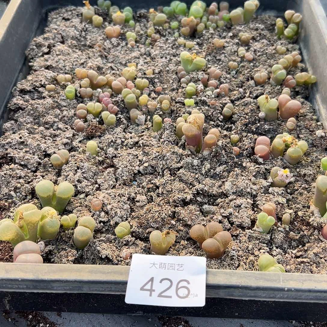 清框脱土发默认有疤腿长426