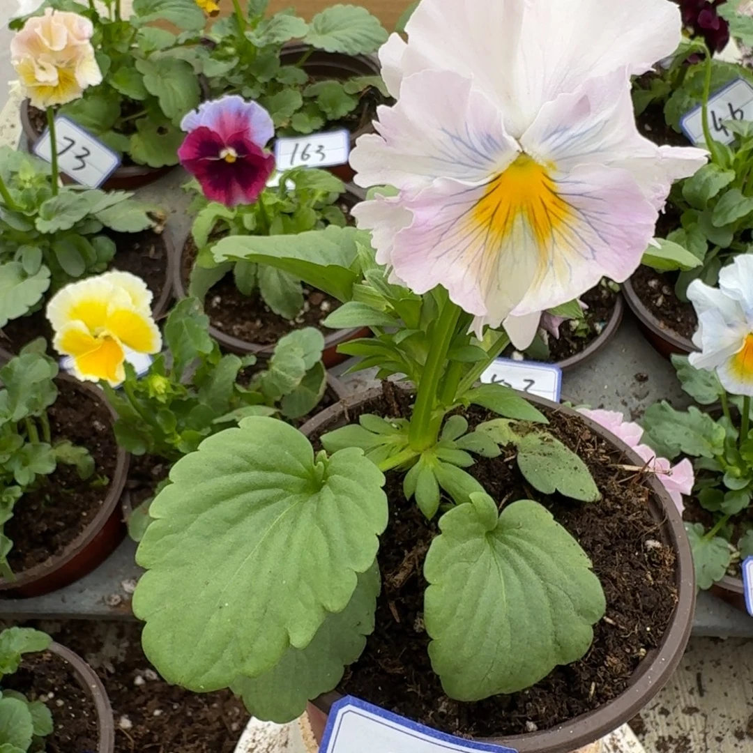 完全开放皱边角堇130