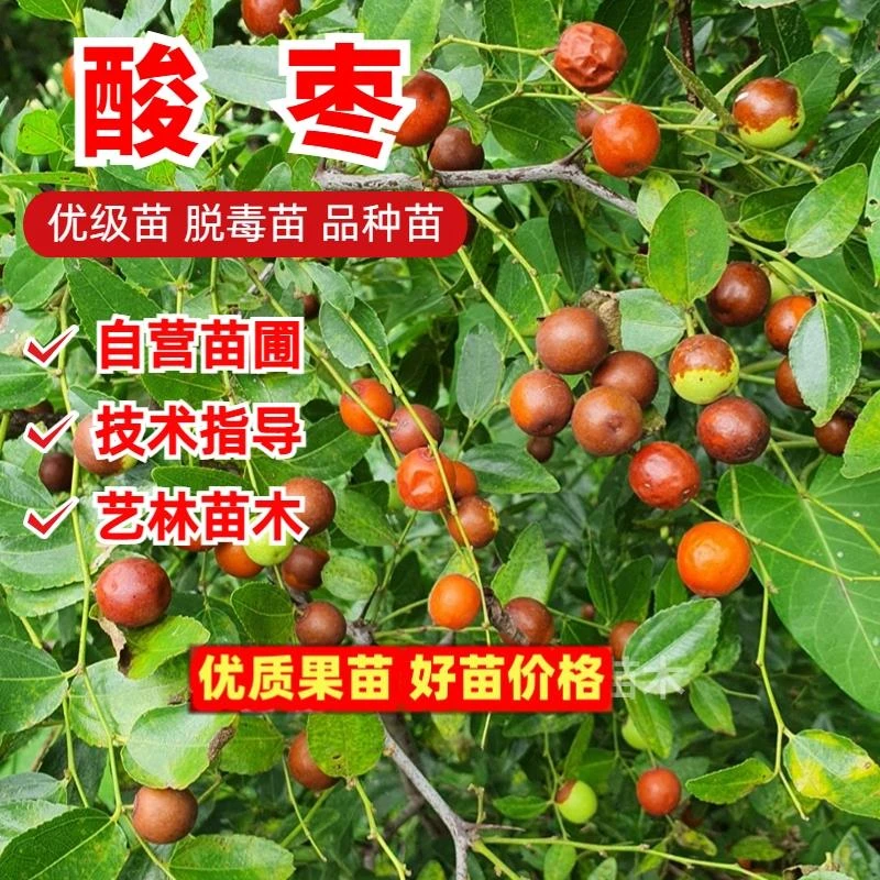 原生酸枣苗山枣南北方种植酸枣树苗庭院盆栽地栽枣树活苗嫁接砧木