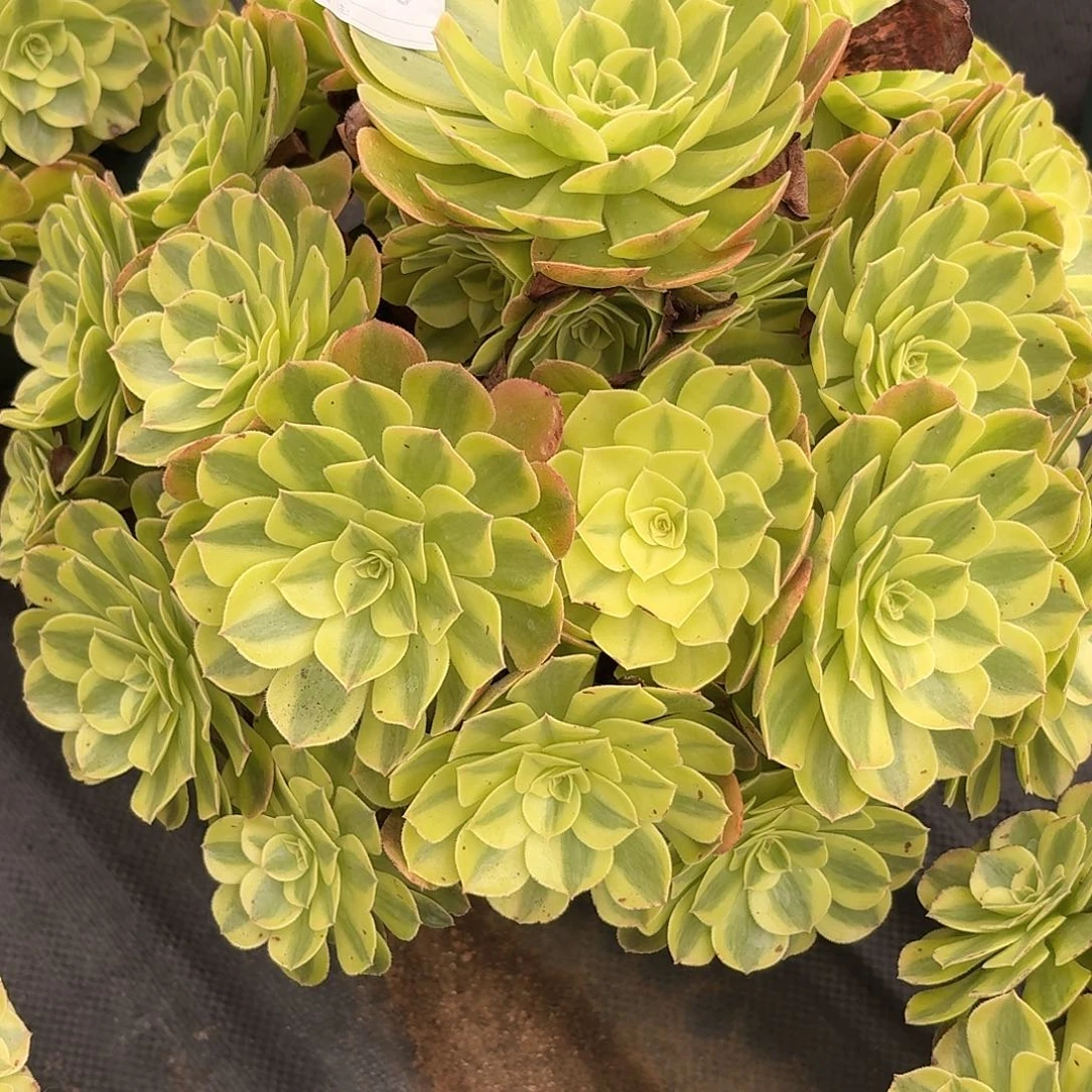 醉***湘30大雨河多肉植物发货