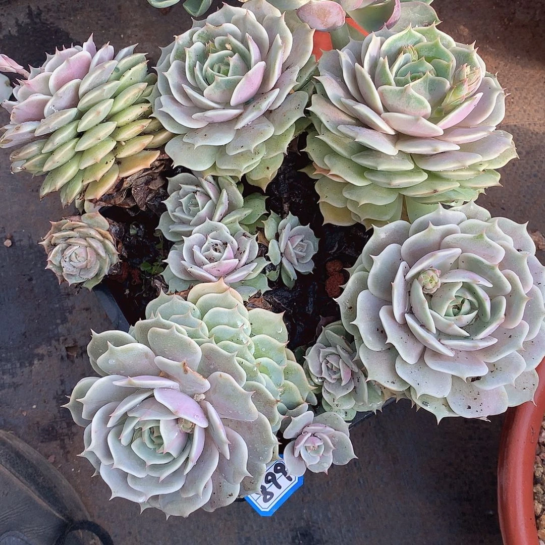 899露娜莲 一物一拍多肉