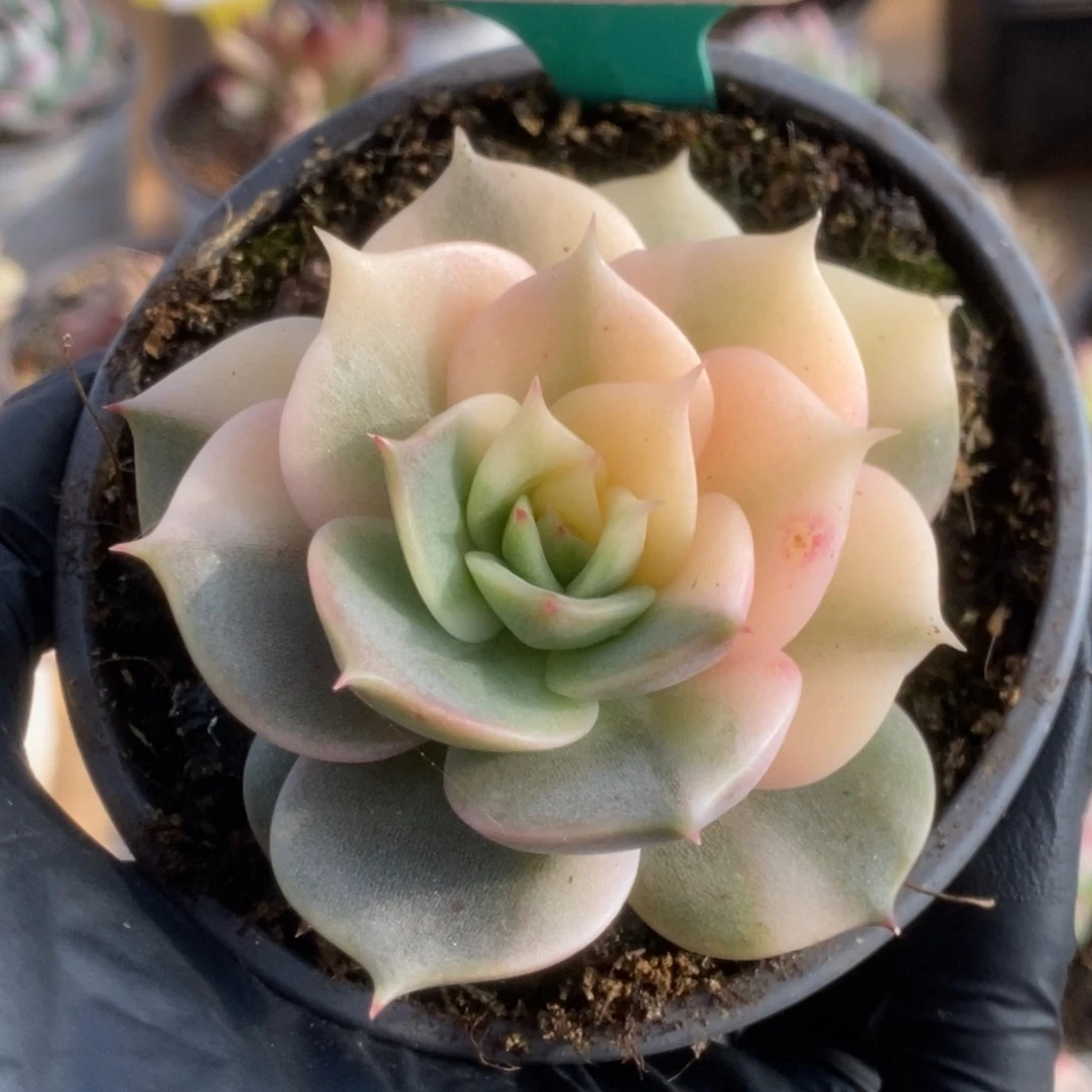 129贝加尔湖锦锦锦锦锦