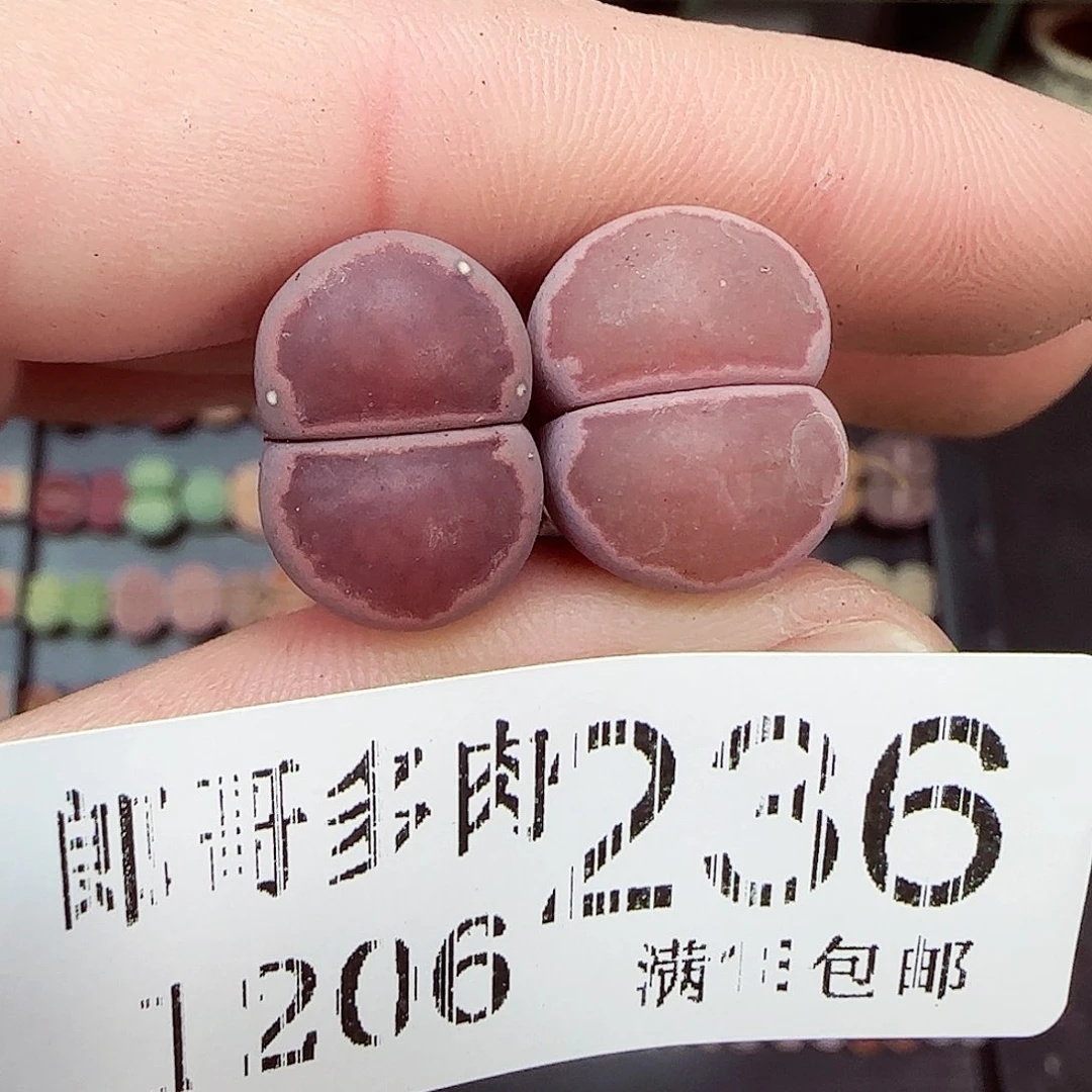 满满18包邮1204-236