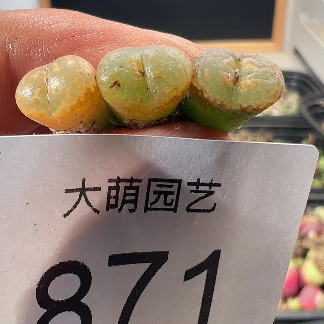 一物一拍橙子帕迪勋章871