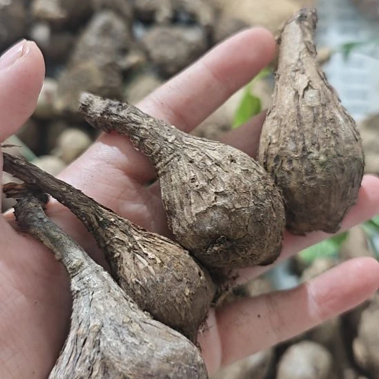 一物一拍，奇异油柑块根！